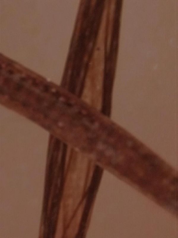 The image features a close-up view of intertwined strands with a brownish hue against a light background.