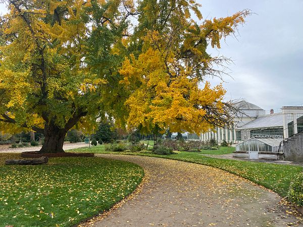A vibrant autumn scene featuring a large yellow-leaved tree beside a winding path in a garden.