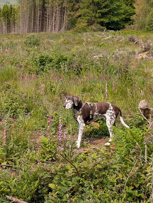A dog stands in a lush, green field surrounded by wildflowers and trees.