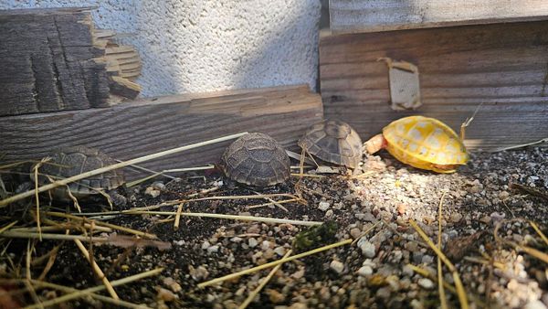 A group of newborn turtles crawling on sandy ground near vegetation.