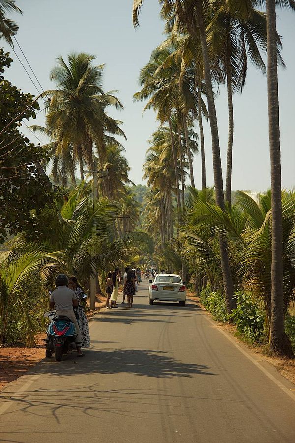 A scenic road lined with palm trees and people enjoying the outdoors.