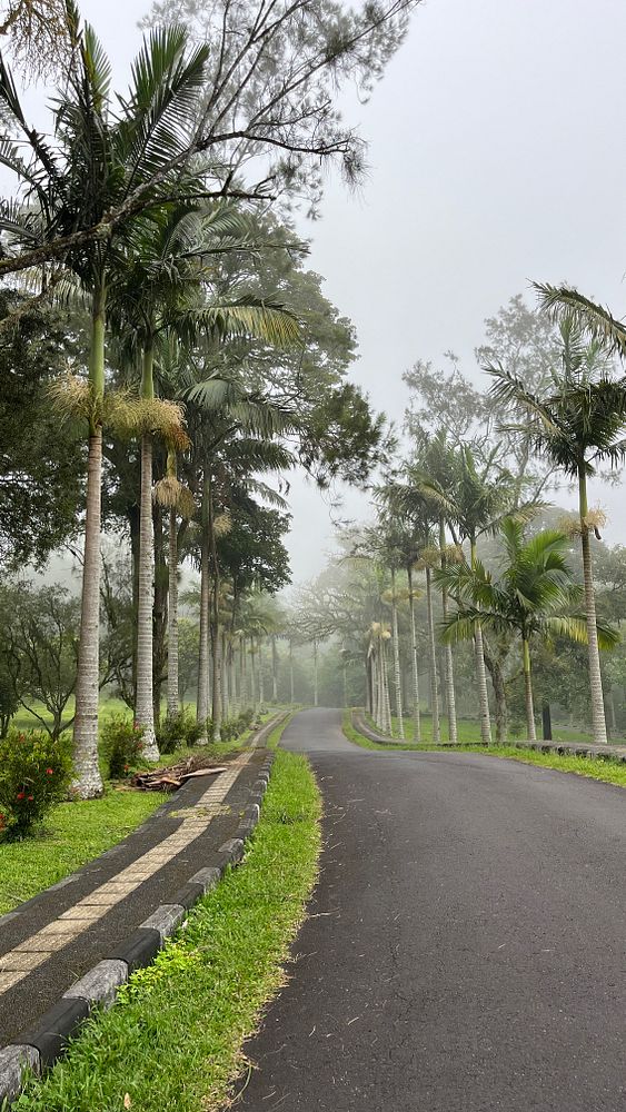 A serene road lined with palm trees in a misty landscape.