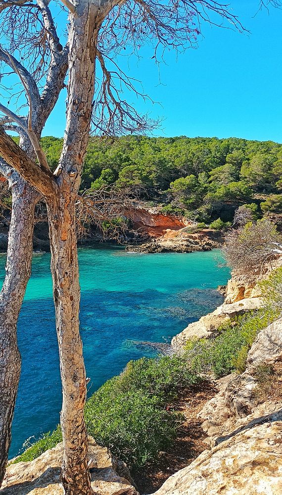 A scenic coastal view featuring a tree, turquoise water, and lush greenery.
