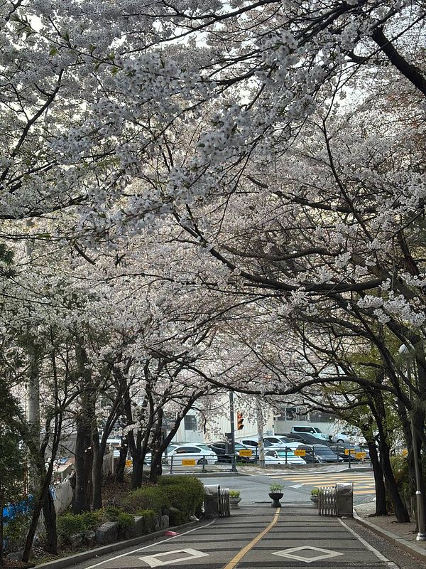 A woman walking a dog on a path through a forest during a misty morning walk.