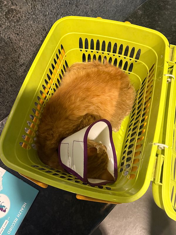 A ginger cat is curled up in a bright yellow basket, wearing a protective collar.