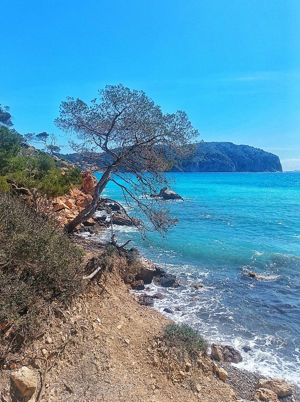 A scenic coastal view featuring a tree overlooking the turquoise sea.