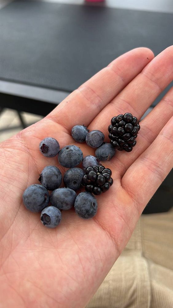 A hand holds a collection of freshly harvested blueberries and a blackberry.