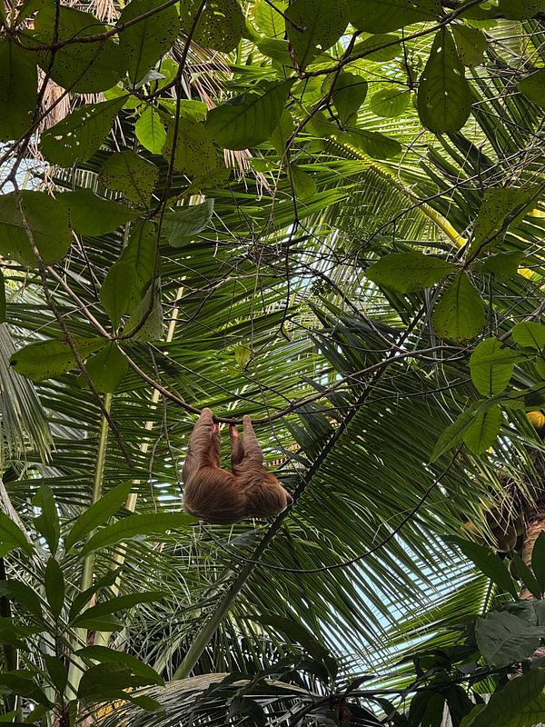 A sloth hangs upside down from a branch amidst lush green foliage.