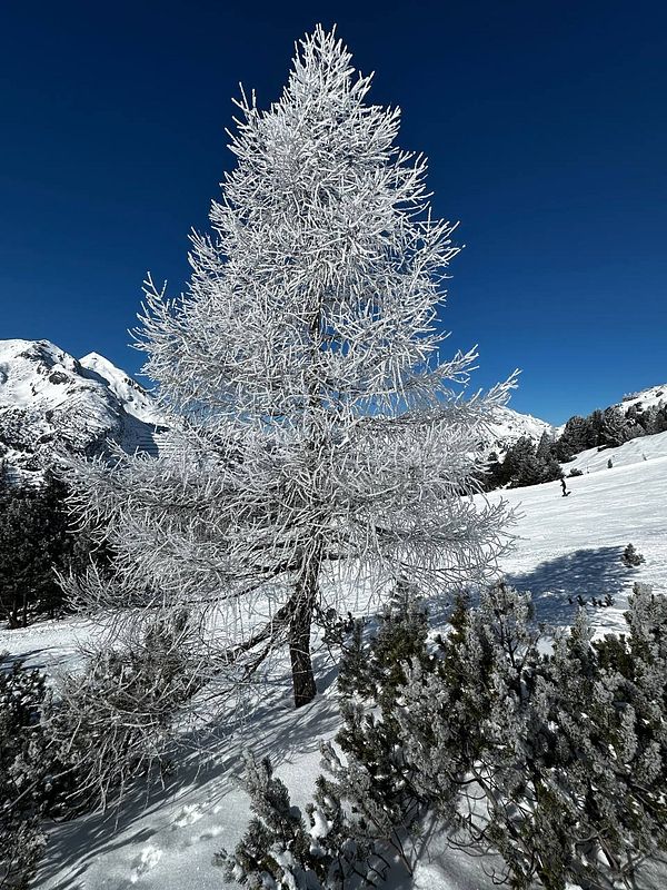 A frosted tree stands prominently in a snowy landscape under a clear blue sky.