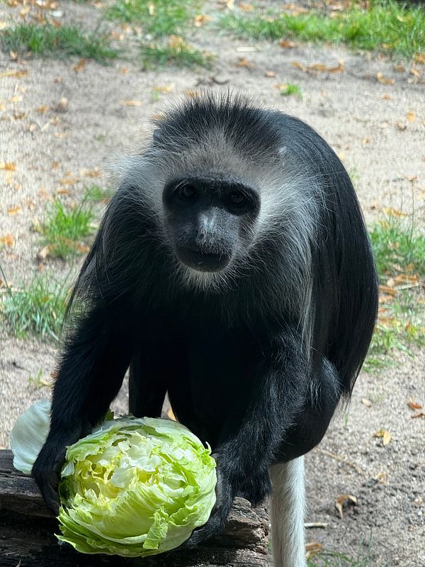 A black-and-white monkey is sitting in front of a large piece of lettuce.