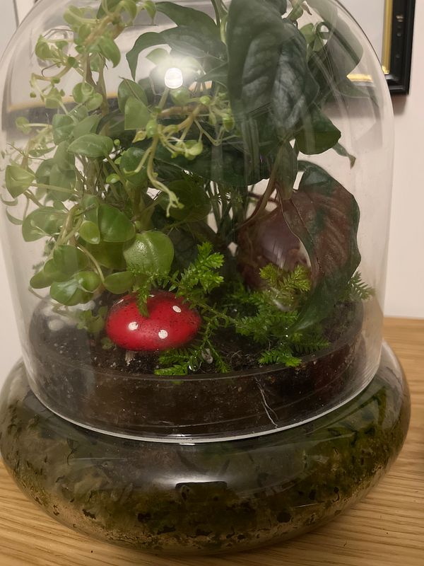 A garden scene featuring a barren orchard covered in scattered fallen leaves and green grass under a clear sky.