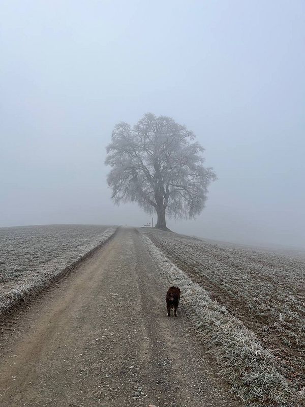 A foggy morning walk along a dirt path with a dog and a solitary tree in the background.
