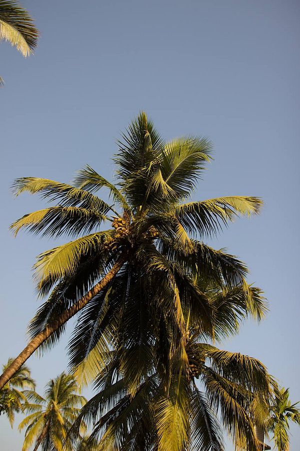 A close-up view of palm trees against a clear blue sky.