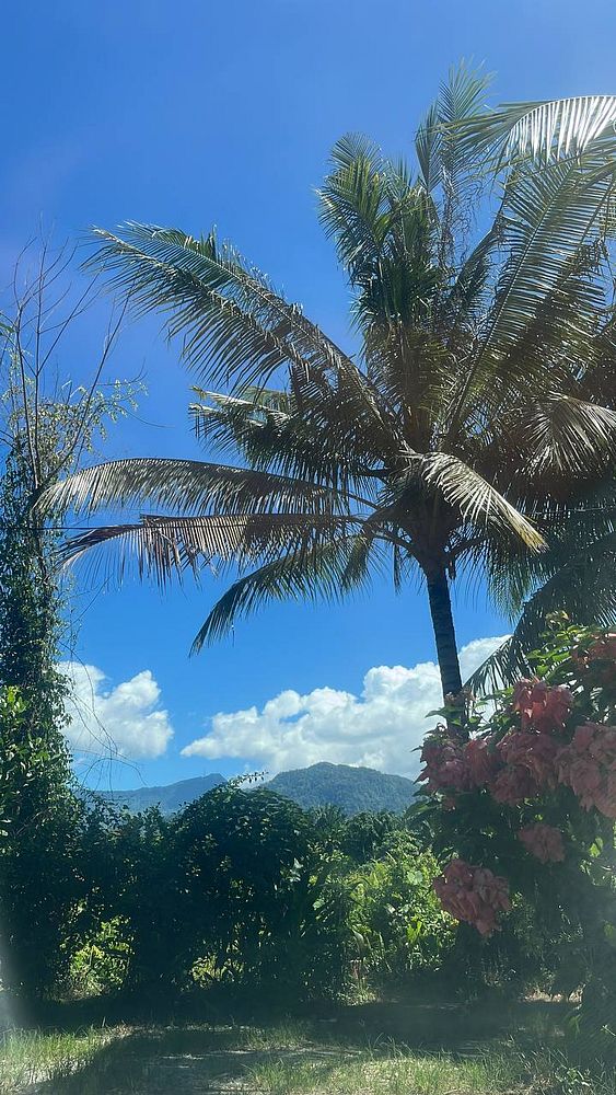 A vibrant tropical landscape featuring palm trees, lush greenery, and a clear blue sky.