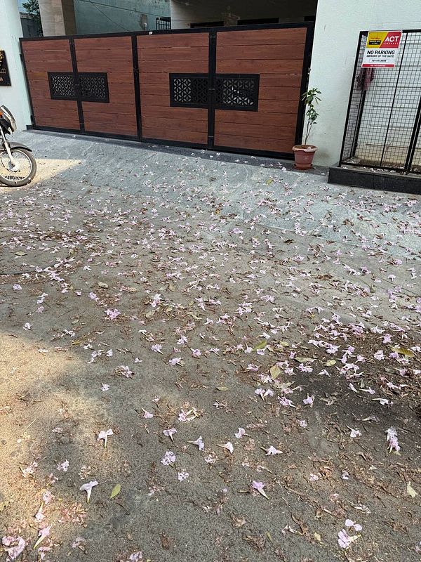 A serene outdoor scene in Bangalore with a pathway covered in fallen pink flowers.