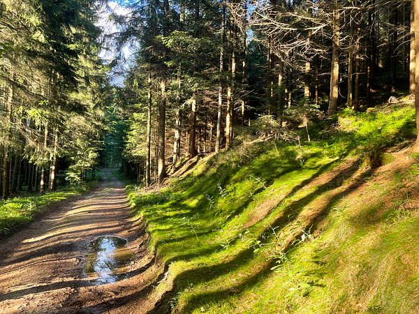 A serene forest path surrounded by tall trees and lush greenery.