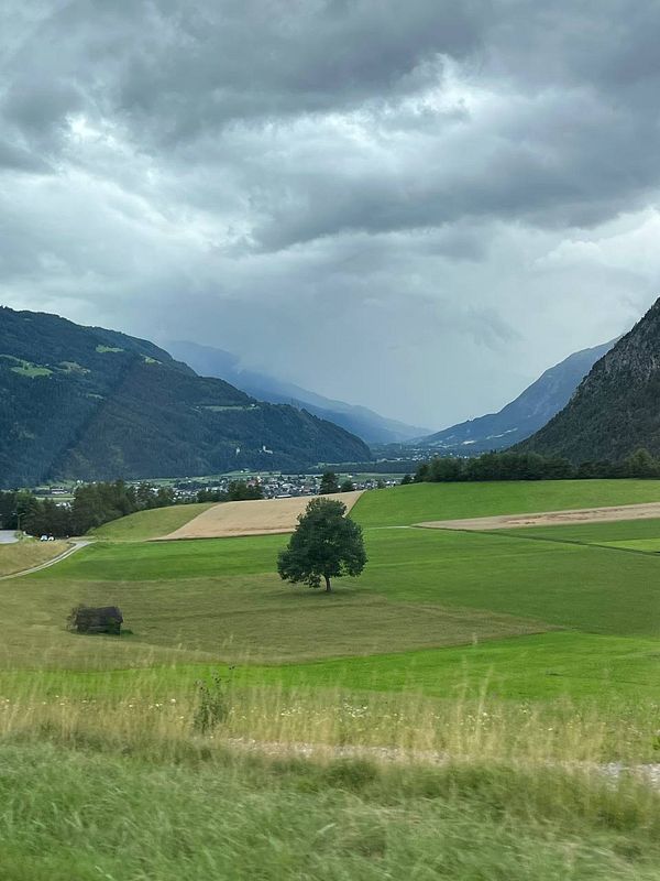 A scenic view of the Alps featuring rolling green fields and a solitary tree under a cloudy sky.