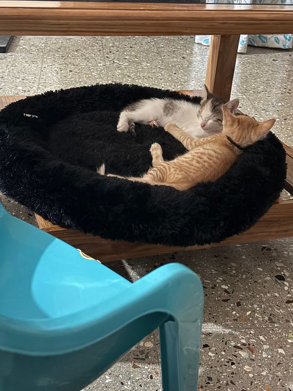 Two cats are peacefully sleeping together in a cozy bed.