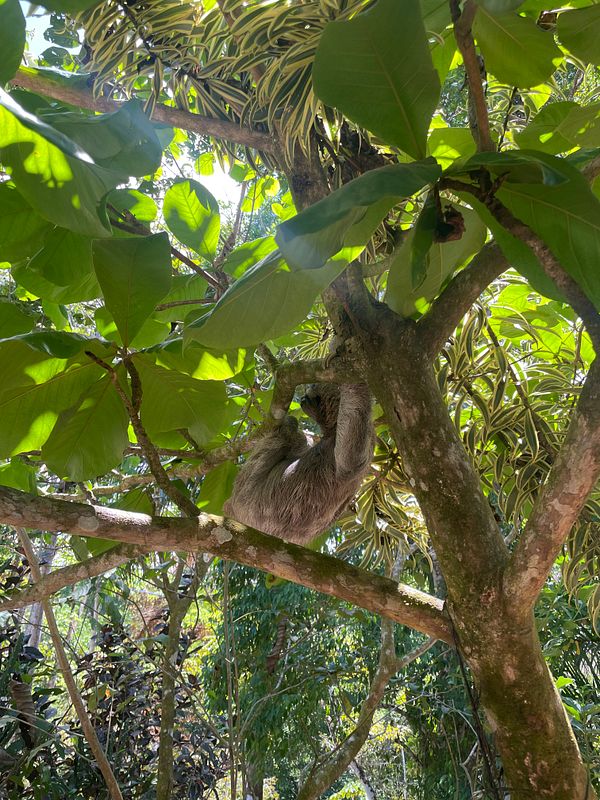 Young sloth clings to a small leafy tree branch in a dense green forest environment.