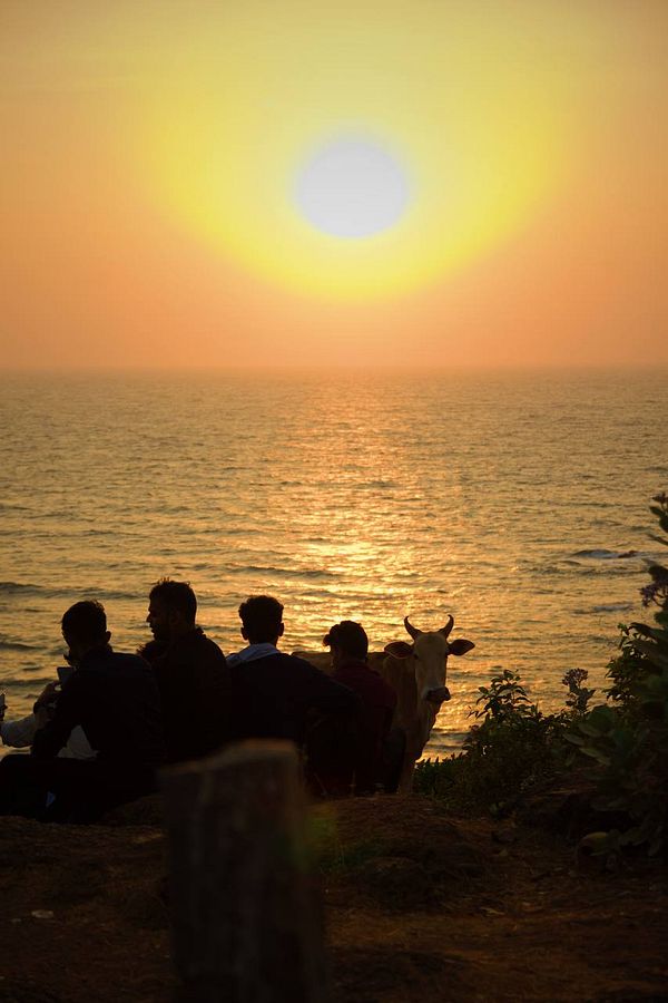 A serene sunset view over the ocean with silhouettes of people and a cow.