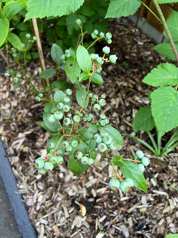 A close-up view of a blueberry plant with unripe berries and green leaves.