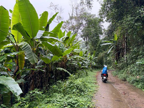 A motorcyclist wearing a helmet and backpack rides a dirt bike on a forest trail surrounded by dense green trees and foliage.