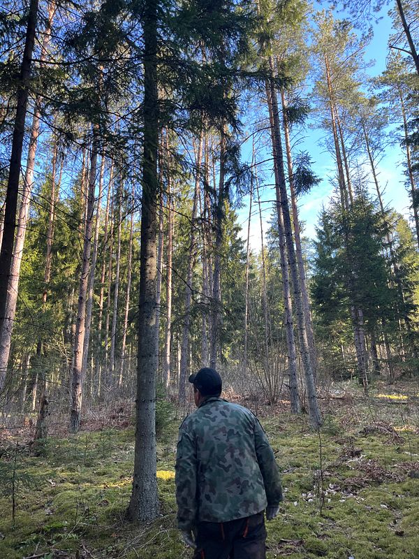 Man in work gear standing in a forest holding a chainsaw next to cut tree logs.