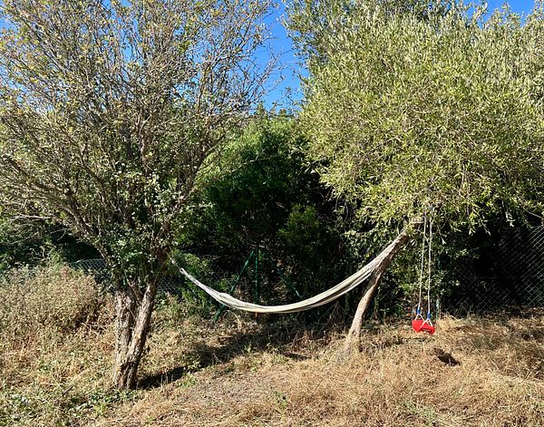 A swing is mounted between two trees in a natural setting.