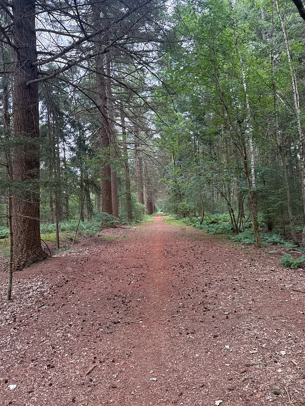 View of a sunlit forest path with leaf-covered ground and tall trees on either side.