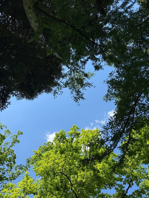 A view of a clear blue sky framed by lush green tree canopies.