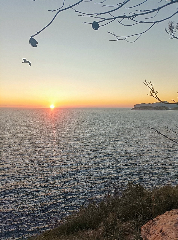 A serene sunset over the ocean with silhouetted branches in the foreground.