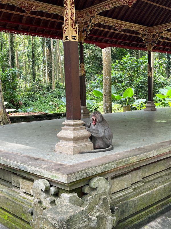 A monkey is sitting on a stone platform in a lush, green environment.