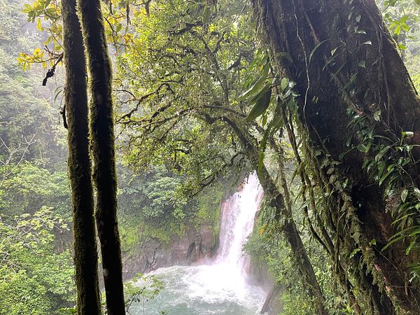 A flat white coffee cup with latte art placed next to a laptop on a wooden table outdoors, with greenery in the background.