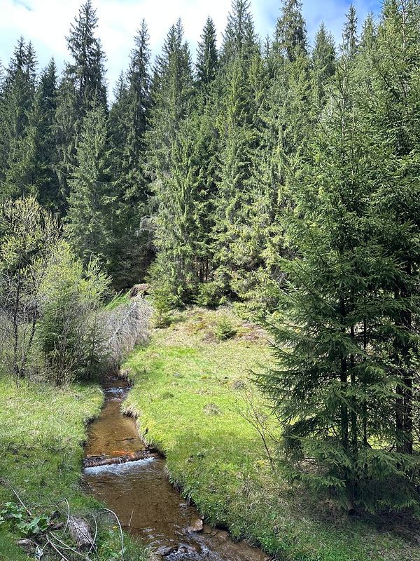 A serene forest scene featuring a small stream surrounded by lush greenery and tall trees.