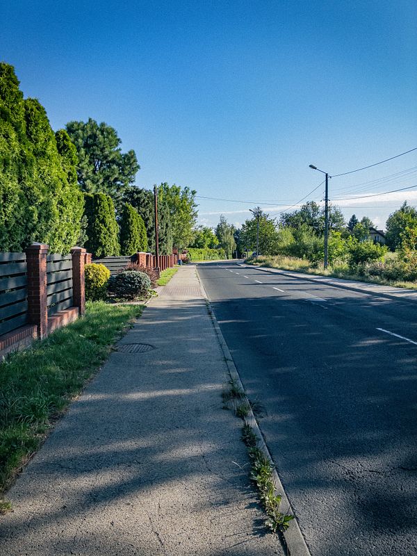 A scenic morning landscape with sunlight illuminating a leafy tree against a clear blue sky.