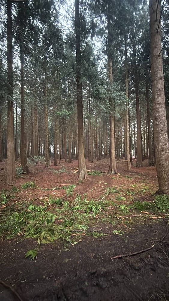 A park pathway lined with tall trees and lamp posts on a cloudy morning.