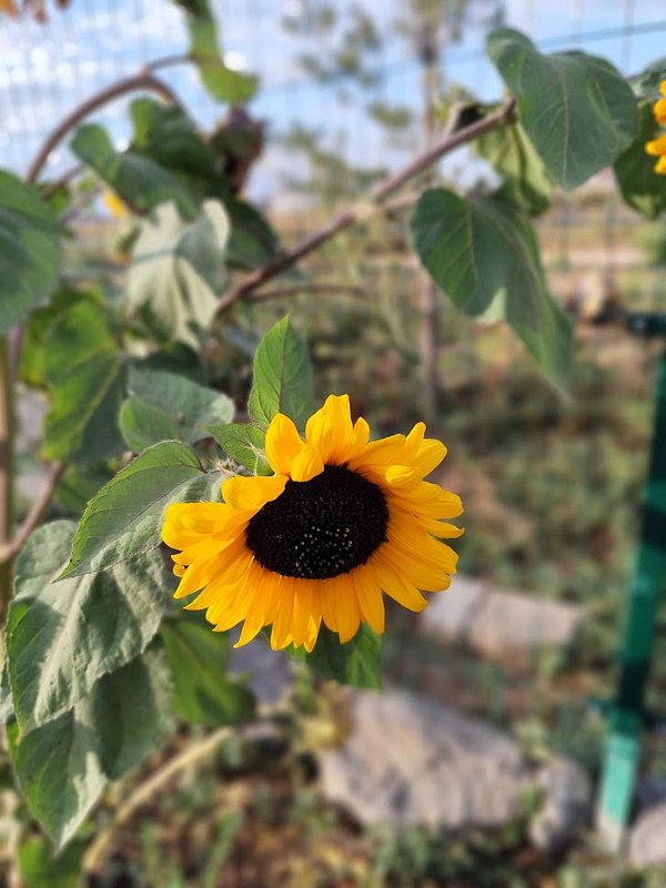 A vibrant sunflower stands out against a blurred background of greenery.