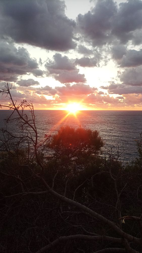 A vibrant sunset over the ocean, framed by silhouetted branches.