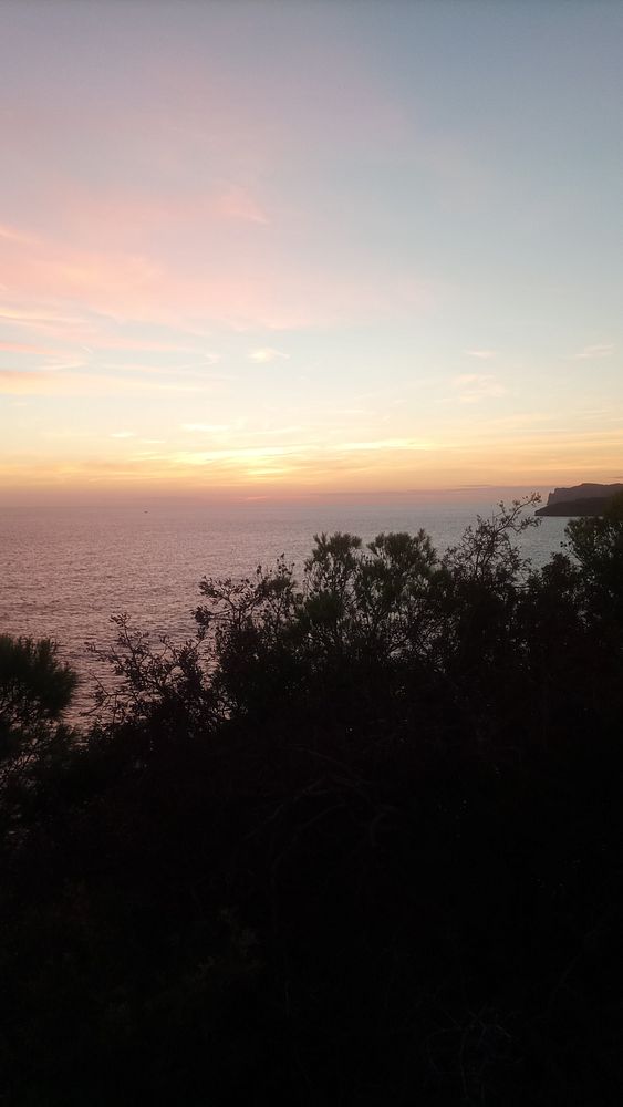 A serene sunset over the ocean, framed by silhouettes of trees.