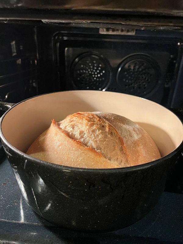 A freshly baked sourdough loaf is resting in a black Dutch oven inside an oven.