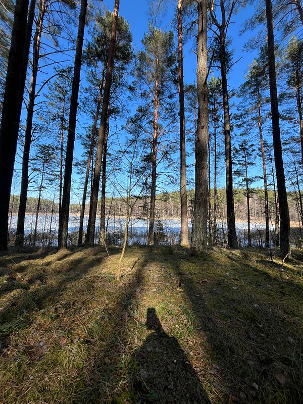 A serene forest trail surrounded by dense green foliage inviting a walk in nature.