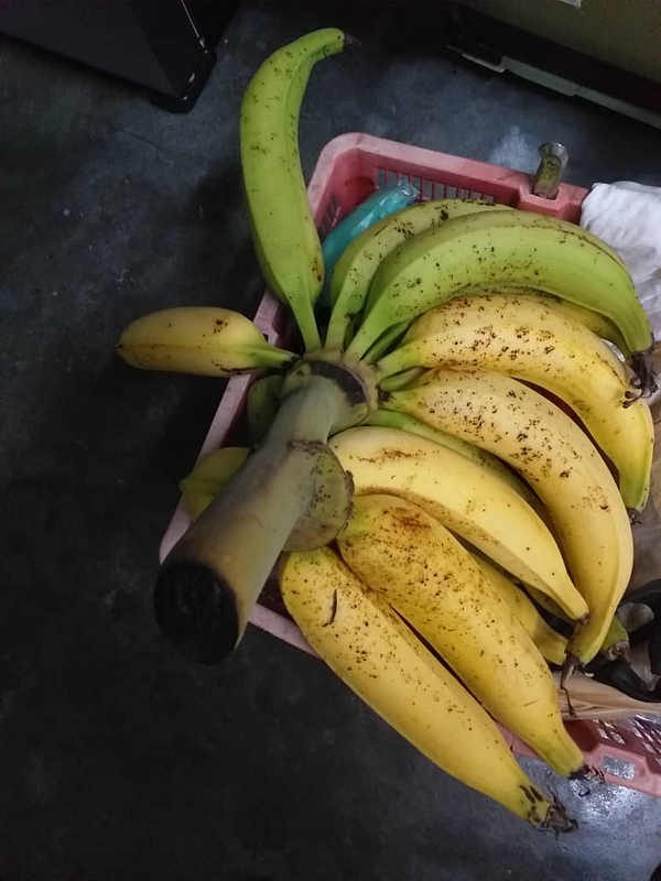 A bunch of freshly harvested bananas is displayed in a pink basket.