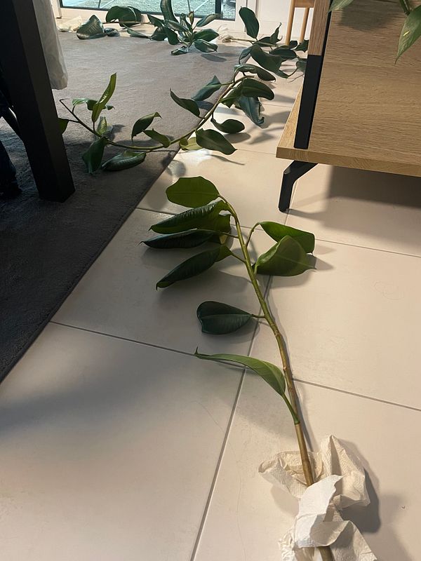 A long vine with large green leaves is sprawled across a tiled floor, indicating recent plant trimming.