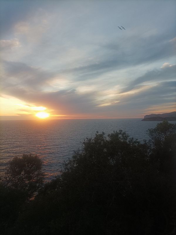 A serene sunset over the ocean with a silhouette of trees in the foreground.