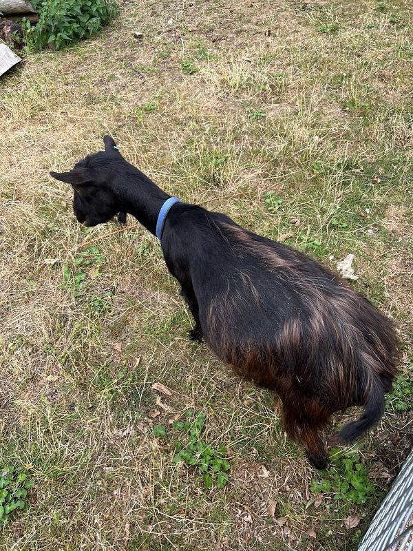 A black goat is seen grazing in a grassy area.