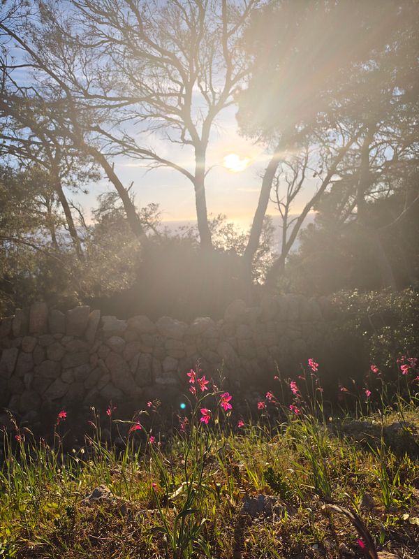 A person running on a forest trail with sunlight filtering through the dense green trees.