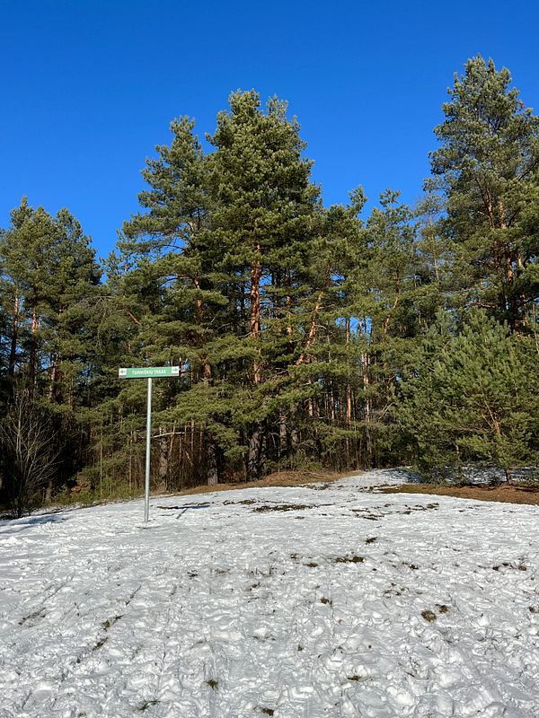 A snowy landscape with tall pine trees under a clear blue sky.
