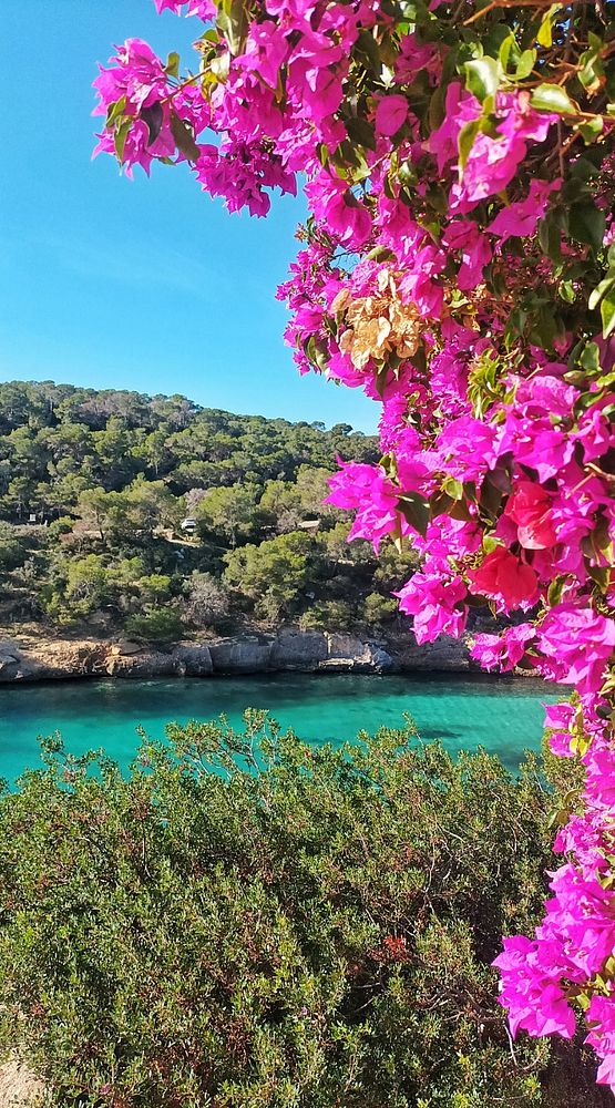 A vibrant scene featuring blooming bougainvillea flowers overlooking a serene turquoise bay.