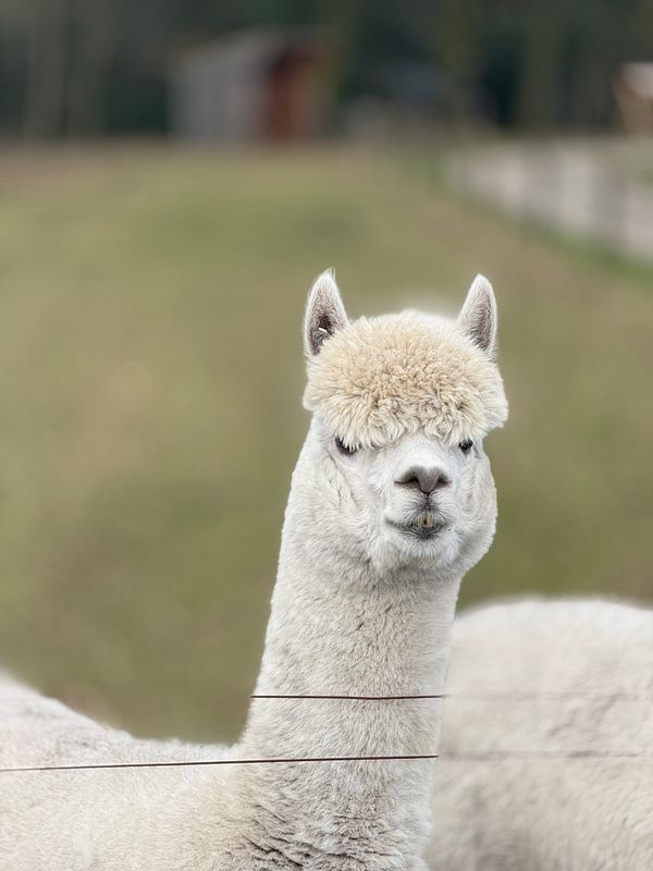 A close-up of a white alpaca with a fluffy head and a serene expression.