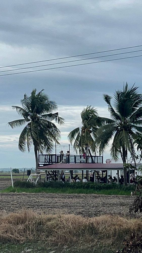 A wooden platform surrounded by palm trees, with people gathered on it and in the area below.